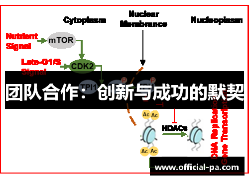 团队合作：创新与成功的默契